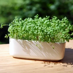 Gartenkresse Bio - In 7 Tagen erntereif