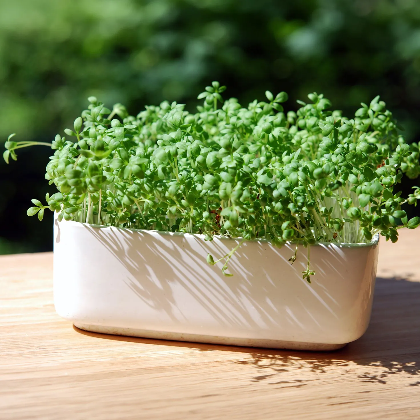 Gartenkresse Bio - In 7 Tagen erntereif