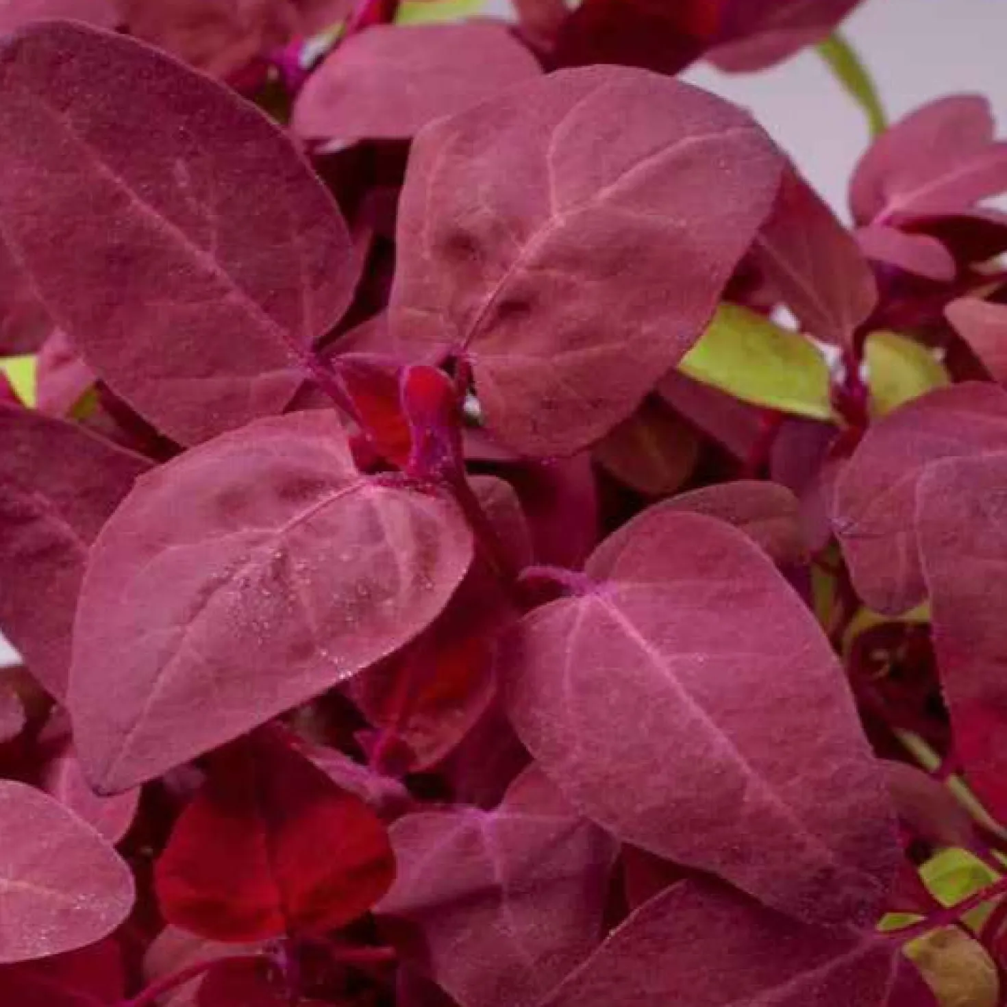 Gartenmelde Red Flash - Rote Blätter, schnelle Ernte
