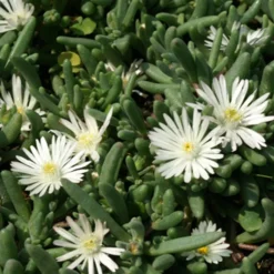 Garten-Mittagsblume Graaf Reinet - Weißer Blütenteppich im Nu
