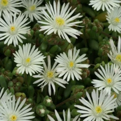 Garten-Mittagsblume Graaf Reinet - Weißer Blütenteppich im Nu
