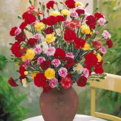 Gartennelken Triumph Mischung (x6) - Duft und Farbe fürs Beet