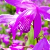 Gartenorchidee Bletilla (x2) - Orchideen fürs Freiland