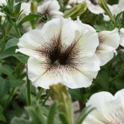 Garten-Petunie - Blüten den ganzen Sommer