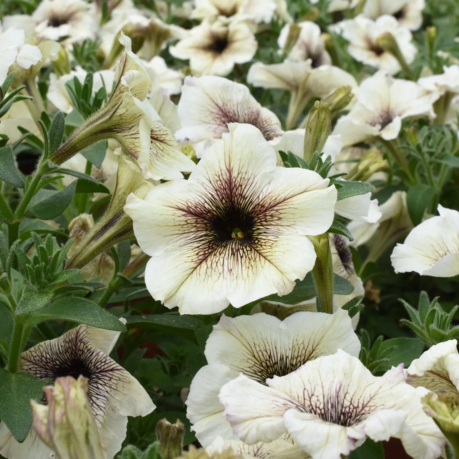 Garten-Petunie - Blüten den ganzen Sommer