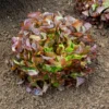 Gartensalat Eglanti - Zarter Salat ganz einfach