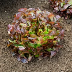Gartensalat Eglanti - Zarter Salat ganz einfach