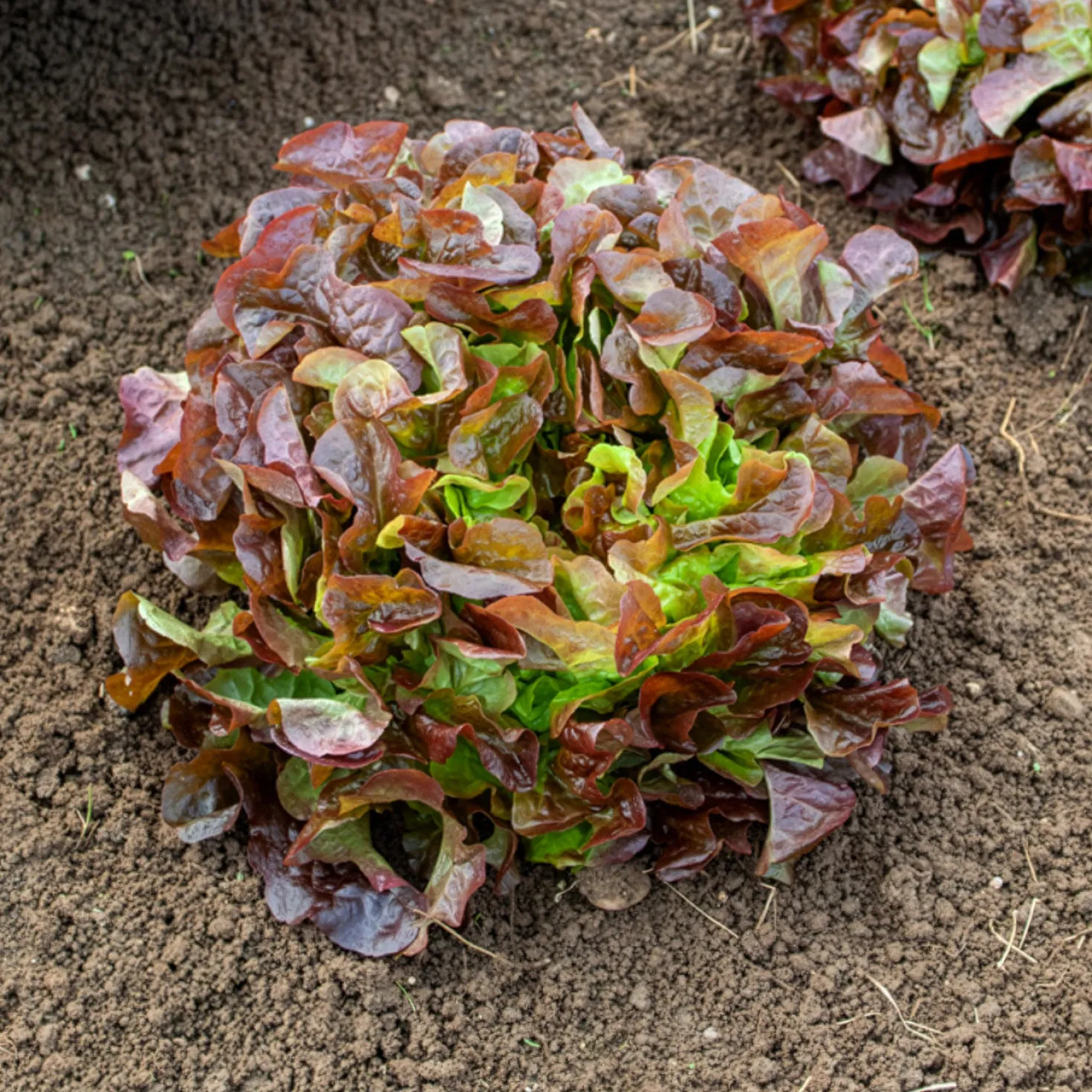 Gartensalat Eglanti - Zarter Salat ganz einfach
