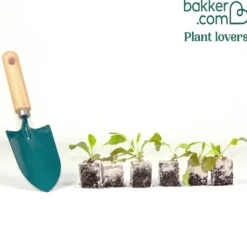 Gartensalat Eglanti - Zarter Salat ganz einfach