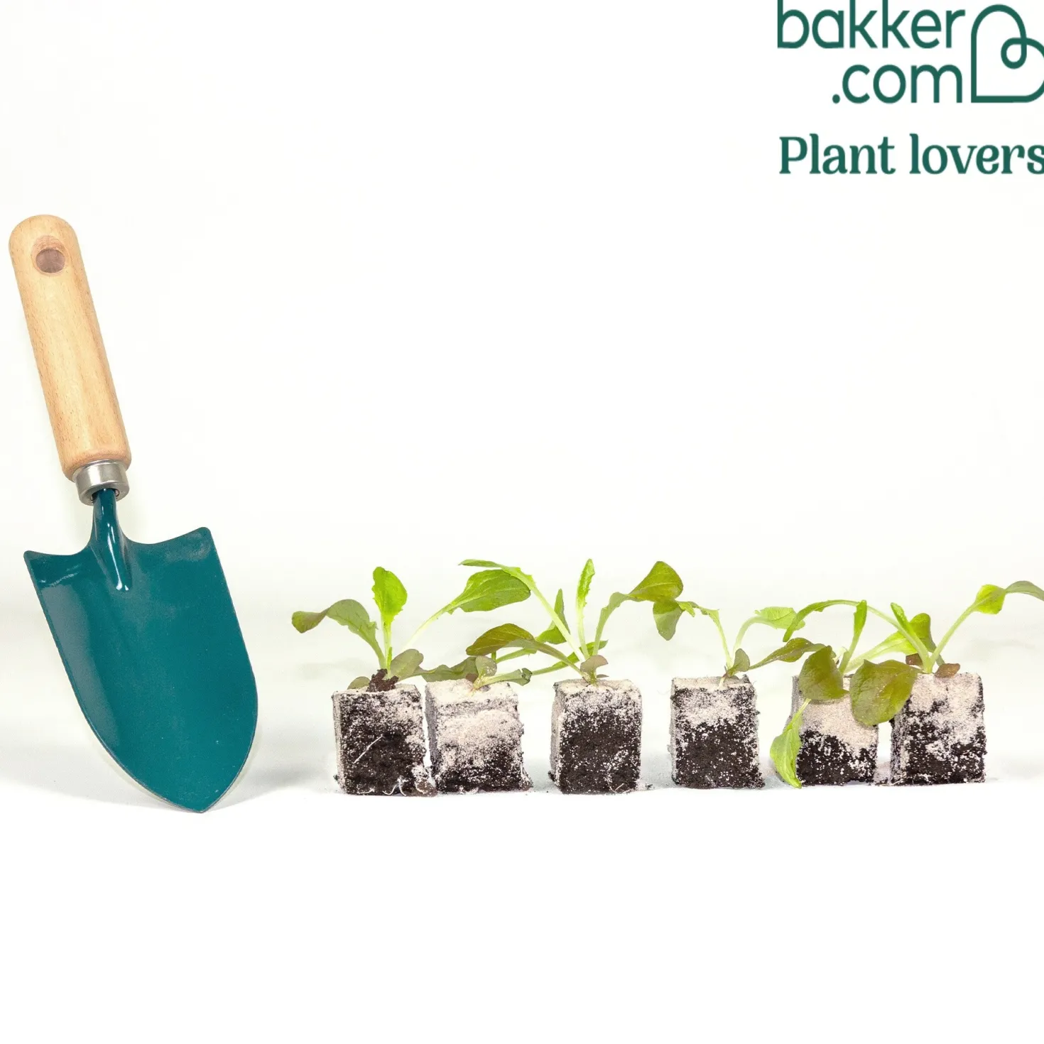 Gartensalat Eglanti - Zarter Salat ganz einfach