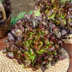 Gartensalat Eglanti - Zarter Salat ganz einfach