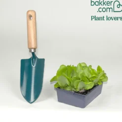 Gartensalat Pommé Justine - Knackiger Salat direkt geerntet