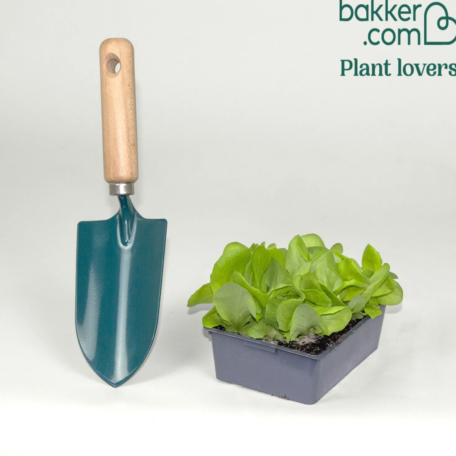 Gartensalat Pommé Justine - Knackiger Salat direkt geerntet