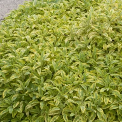 Gartensalbei ‘Aurea’ - Goldlaub das jeden Tag glänzt