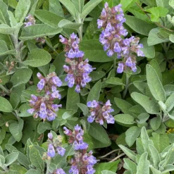 Gartensalbei - Würze frisch aus dem Garten
