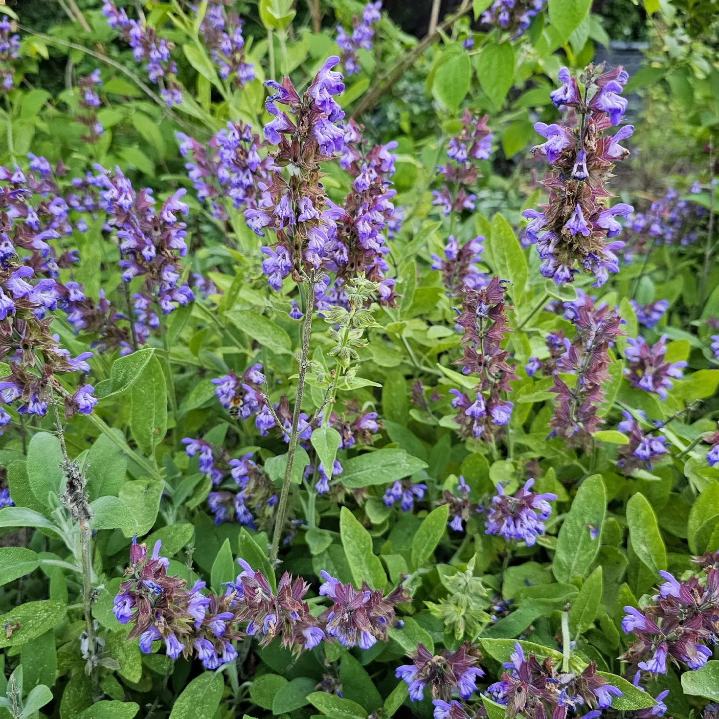 Gartensalbei - Würze frisch aus dem Garten