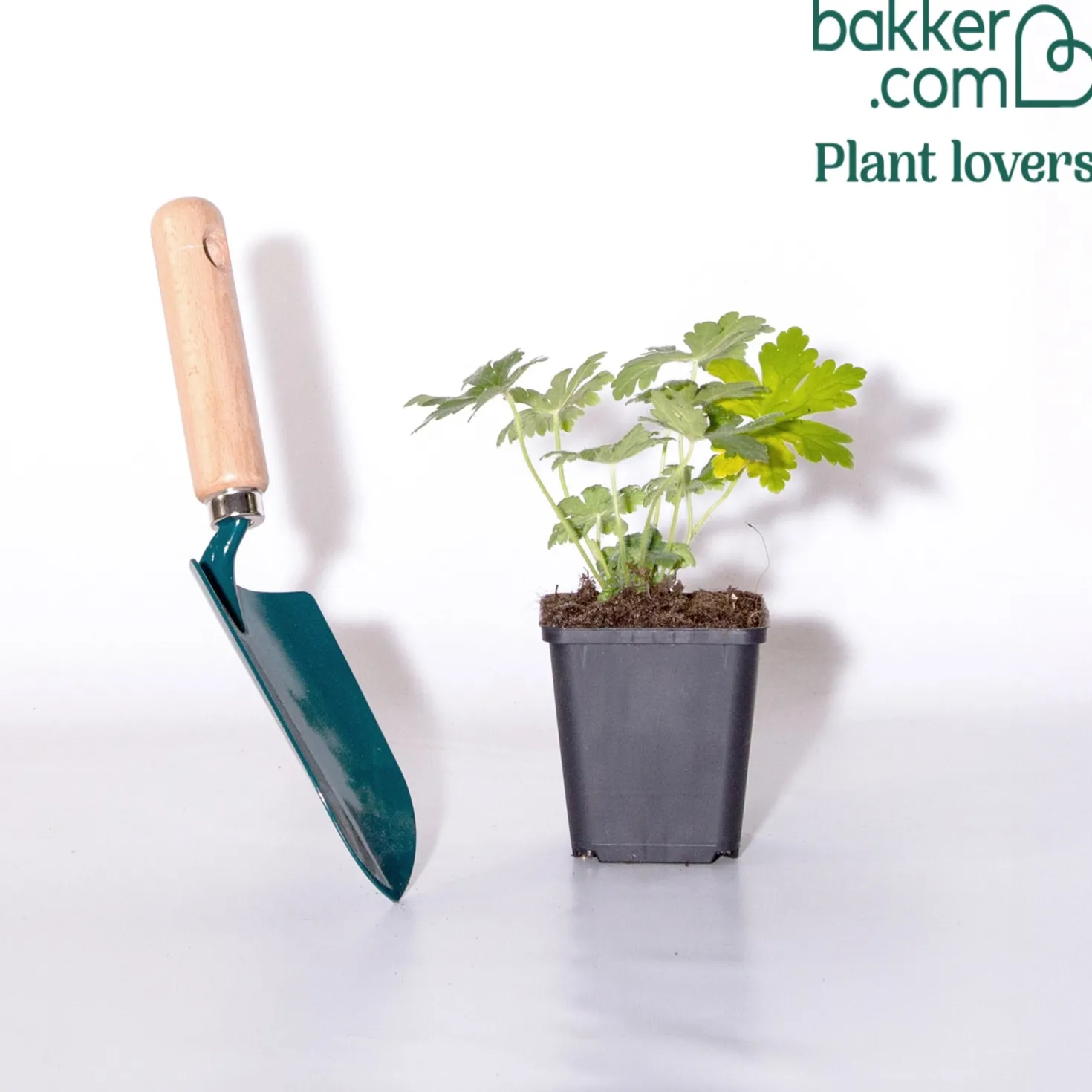 Garten-Storchschnabel Spessart - Blütenteppich ohne Mühe