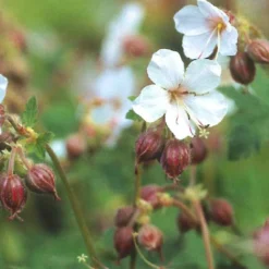 Garten-Storchschnabel Spessart - Blütenteppich ohne Mühe