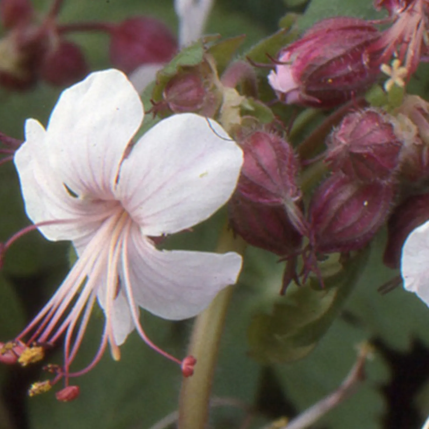 Garten-Storchschnabel Spessart - Blütenteppich ohne Mühe