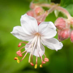 Garten-Storchschnabel Spessart - Blütenteppich ohne Mühe
