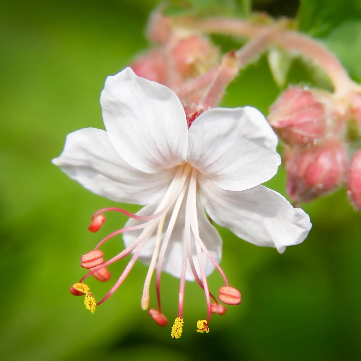 Garten-Storchschnabel Spessart - Blütenteppich ohne Mühe