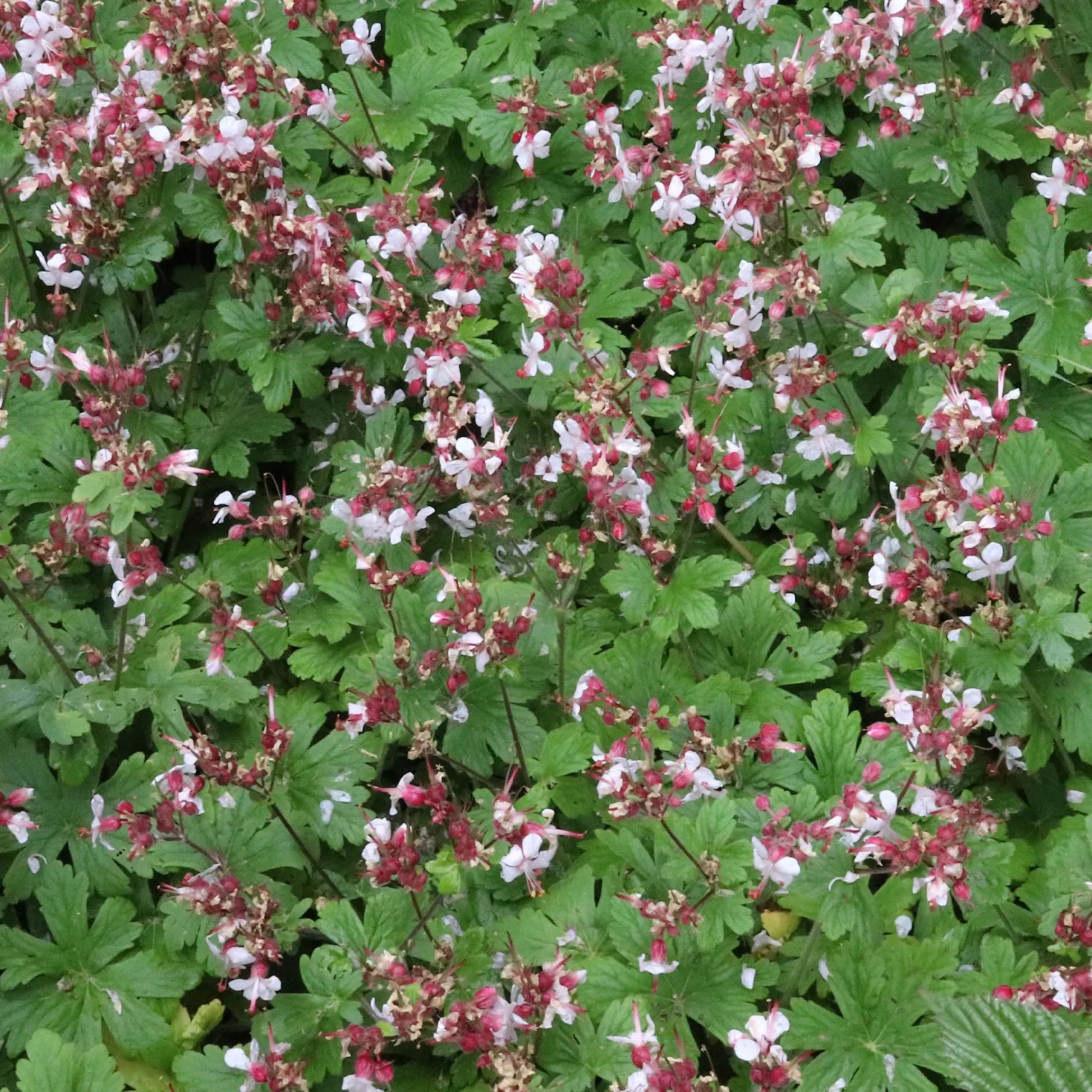 Garten-Storchschnabel Spessart - Blütenteppich ohne Mühe