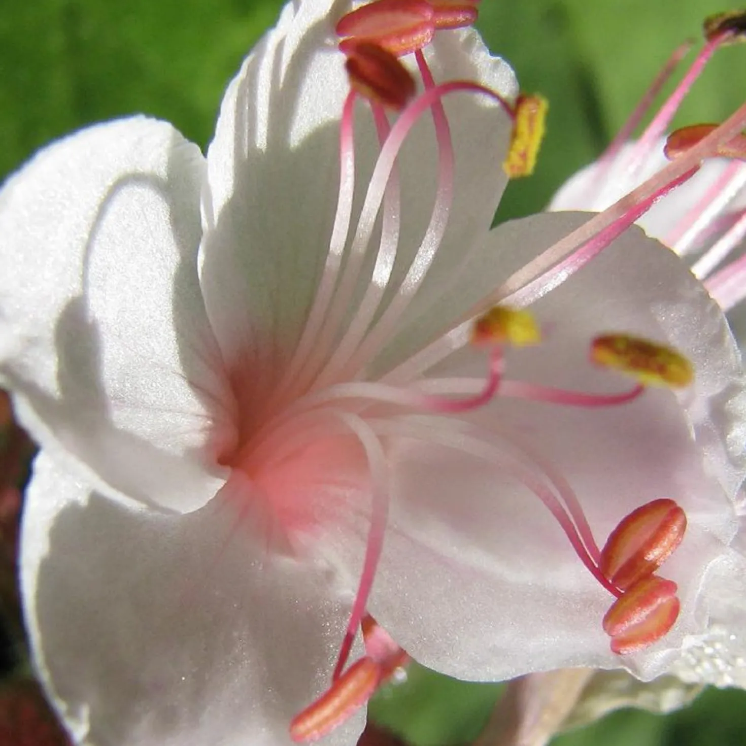 Garten-Storchschnabel Spessart - Blütenteppich ohne Mühe