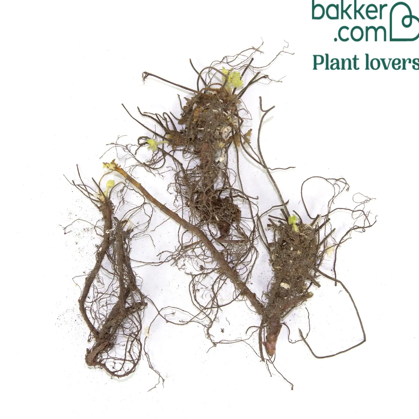 Garten-Storchschnabel Spessart - Blütenteppich ohne Mühe