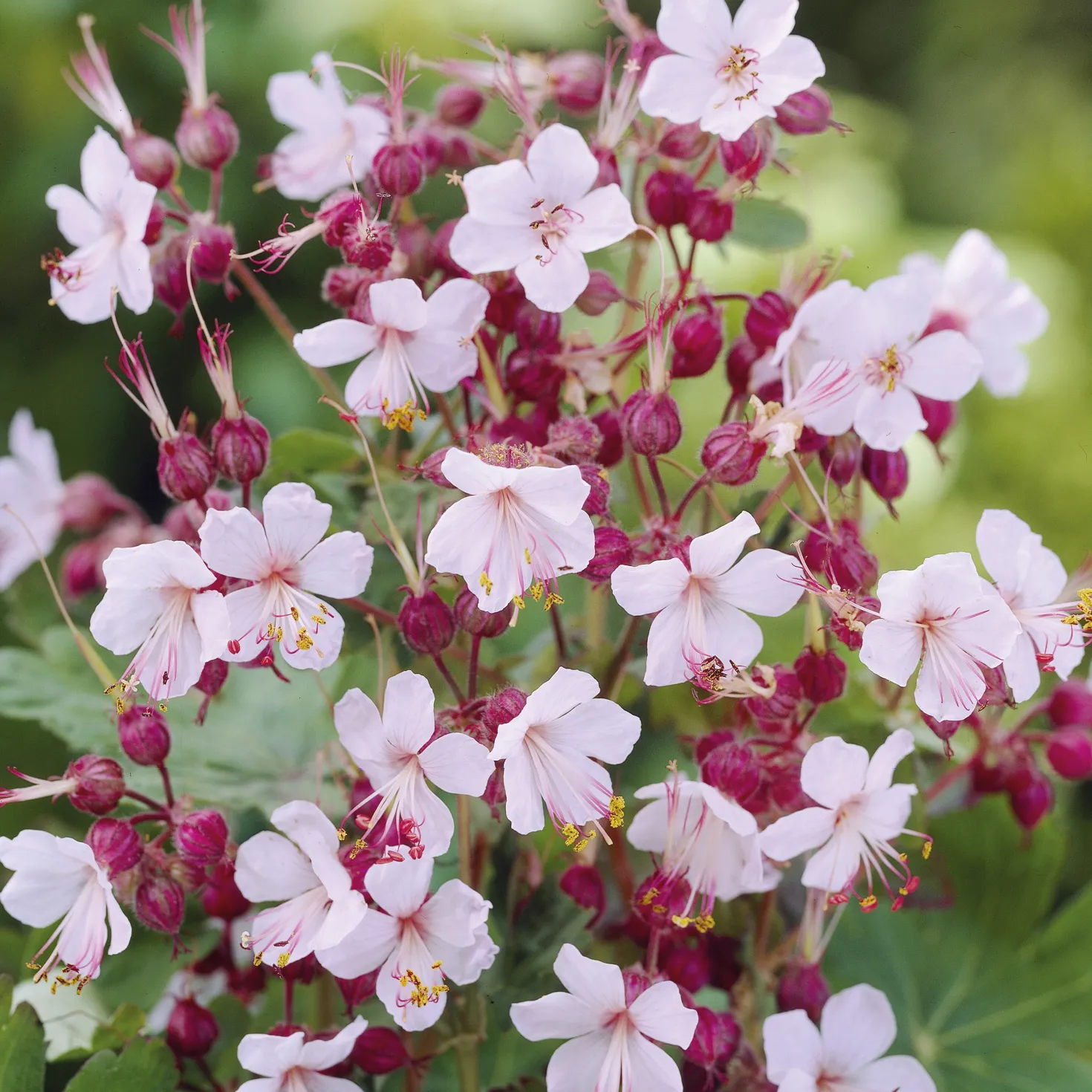 Garten-Storchschnabel Spessart - Blütenteppich ohne Mühe
