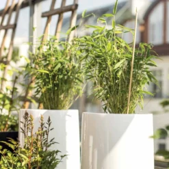 Garten- & Terrassensträucher im Japan-Stil (x3) - Japanisches Ambiente