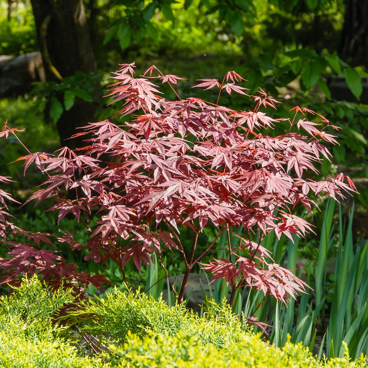 Garten- & Terrassensträucher im Japan-Stil (x3) - Japanisches Ambiente