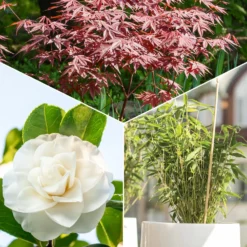Garten- & Terrassensträucher im Japan-Stil (x3) - Japanisches Ambiente