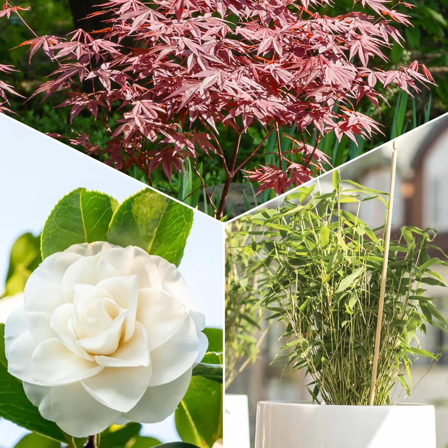 Garten- & Terrassensträucher im Japan-Stil (x3) - Japanisches Ambiente