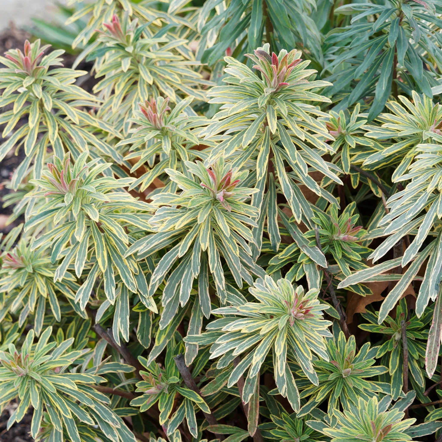 Garten-Wolfsmilch 'Ascot Rainbow' - Farbe das ganze Jahr