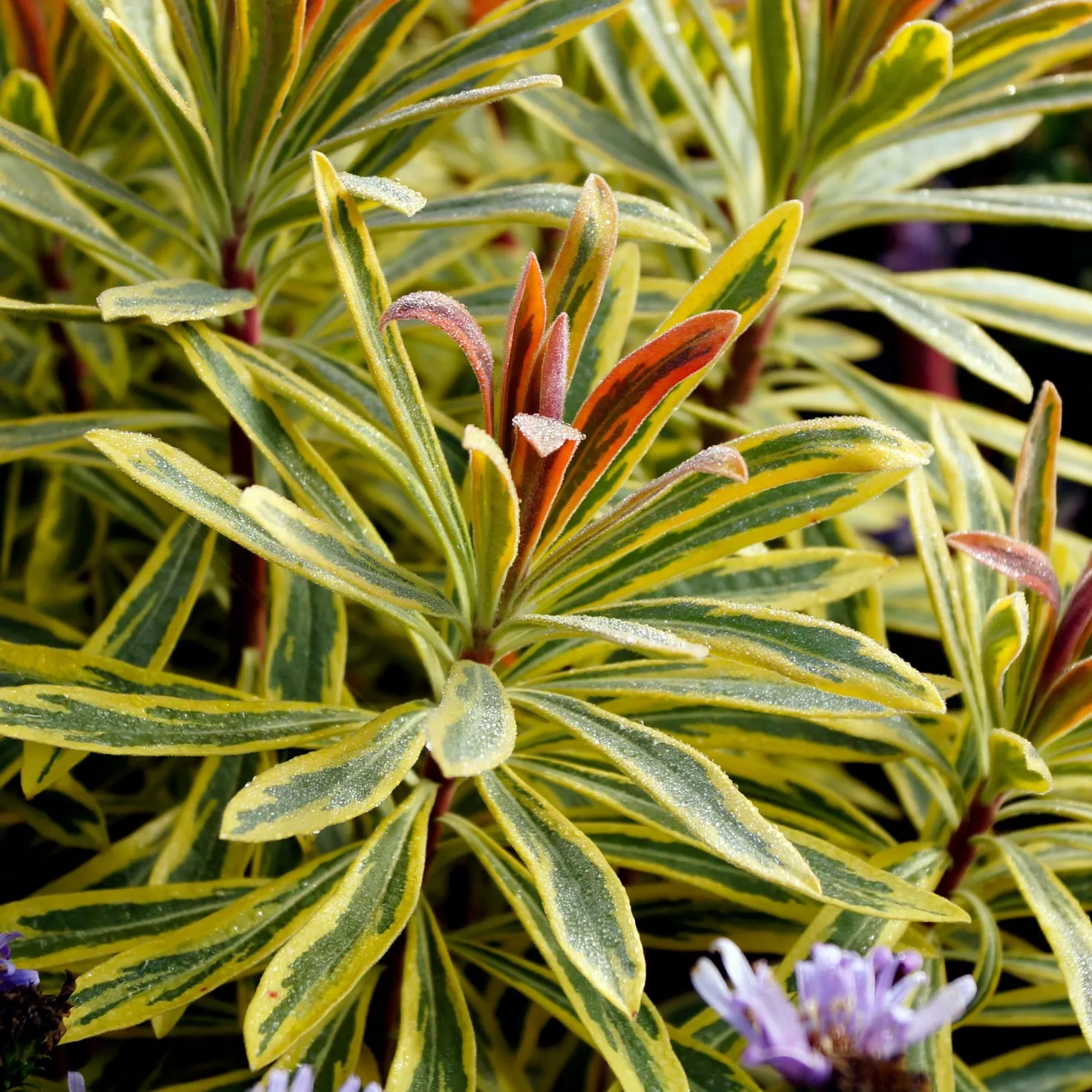 Garten-Wolfsmilch 'Ascot Rainbow' - Farbe das ganze Jahr