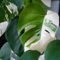 Gatenplant bont - Der Star im Wohnzimmer