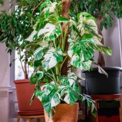 Gatenplant bont - Der Star im Wohnzimmer