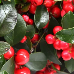 Gaultheria procumbens 'Big Berry' - Rote Beeren den ganzen Winter