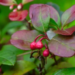 Gaultheria procumbens 'Big Berry' - Rote Beeren den ganzen Winter