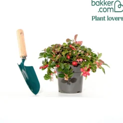 Gaultheria procumbens 'Big Berry' - Rote Beeren den ganzen Winter