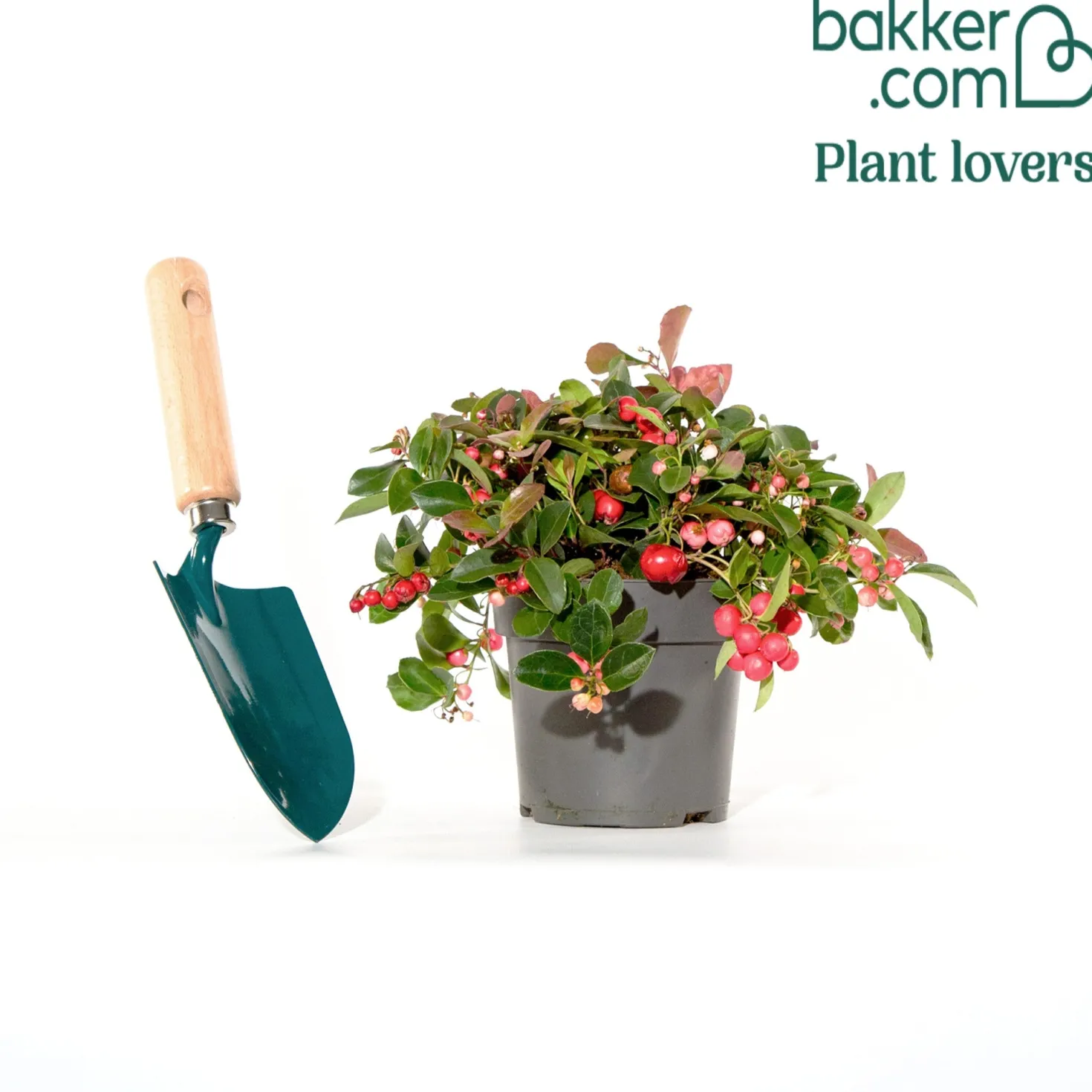 Gaultheria procumbens 'Big Berry' - Rote Beeren den ganzen Winter