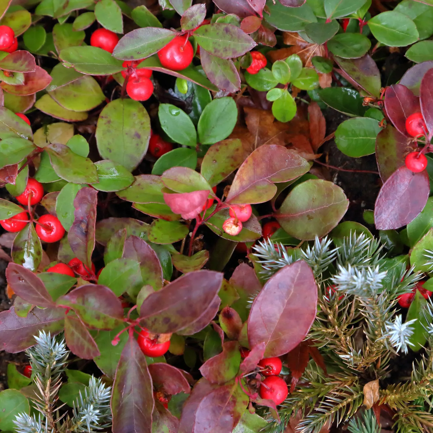 Gaultheria procumbens 'Big Berry' - Rote Beeren den ganzen Winter