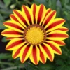 Gazania Big Kiss Yellow Flame - Sonne im Beet, ganz einfach