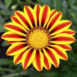 Gazania Big Kiss Yellow Flame - Sonne im Beet, ganz einfach