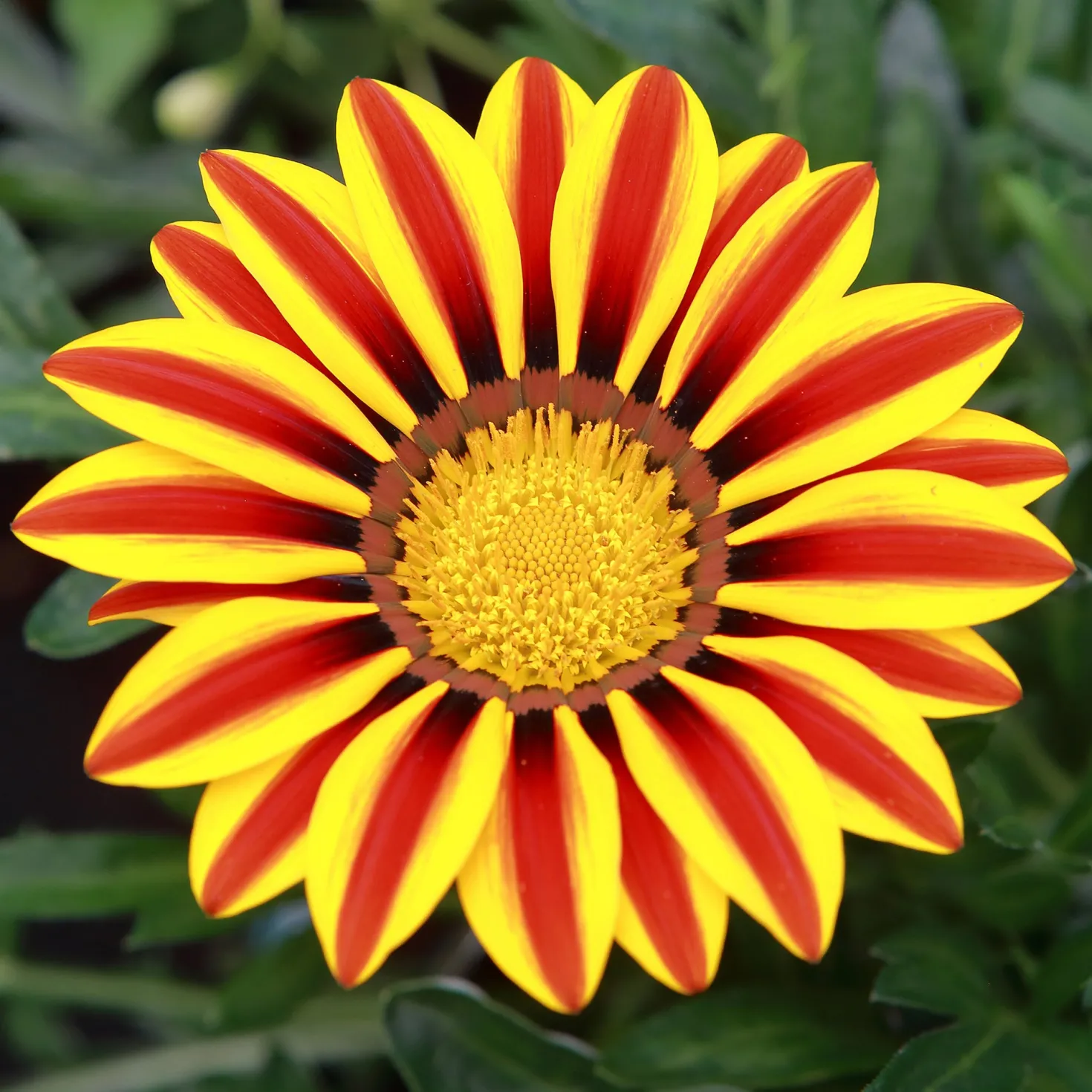 Gazania Big Kiss Yellow Flame - Sonne im Beet, ganz einfach
