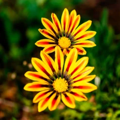 Gazania Big Kiss Yellow Flame - Sonne im Beet, ganz einfach
