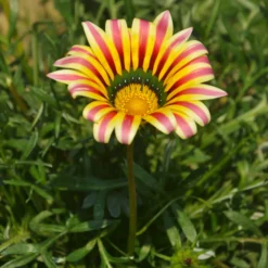 Gazania Big Kiss Yellow Flame - Sonne im Beet, ganz einfach