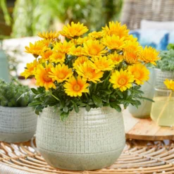 Gazania Suncarpet® - Sonnenteppich in Gelb