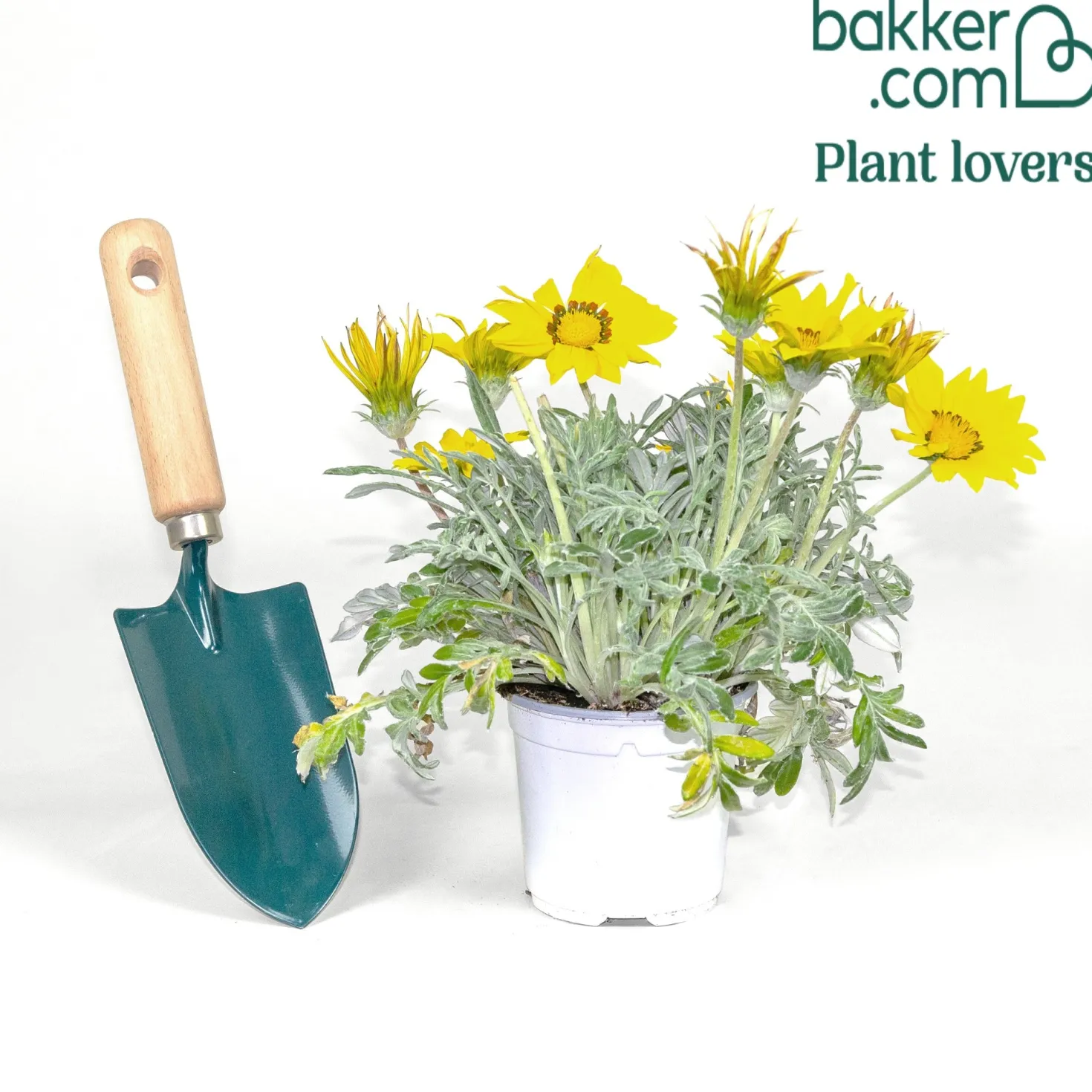 Gazania Suncarpet® - Sonnenteppich in Gelb