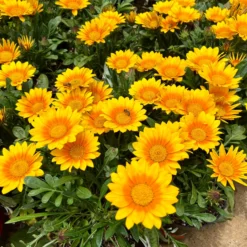 Gazania Suncarpet® - Sonnenteppich in Gelb